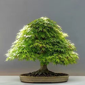 🌳【盆栽楓樹種子】🌳楓樹種子 進口紅楓種子 盆栽楓樹種子 本地紅楓 美國紅楓 日本紅楓盆栽綠化 庭院盆栽四季種植