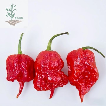 青禾園藝（卡羅萊納死神辣椒種子）🌶LJ-40（超級辣）(Carolina Reapers)SHU：2,200,000度
