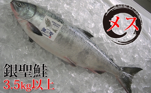 日高産銀聖鮭3.5kg以上（メス）