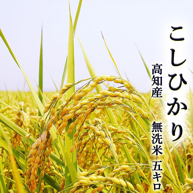 新米 令和5年 5kg 無洗米 こしひかり 5kg 無洗米 高知県産 令和５年産 BG米 精米 お米 こめ 白米 ご飯 ごはん コシヒカリ ギフト 産地直送