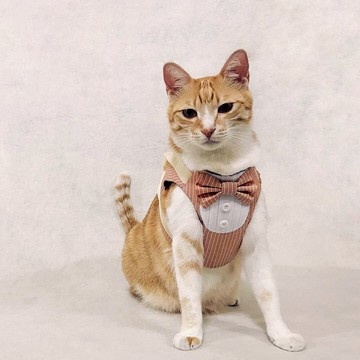 執事胸背帶【貓狗通用】含牽繩