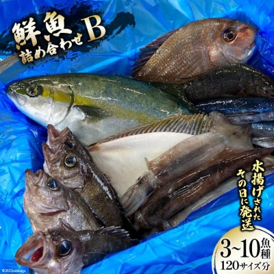 鮮魚 詰め合わせ B 3～10魚種 120サイズ分 産地直送 旬 魚介 魚 さかな