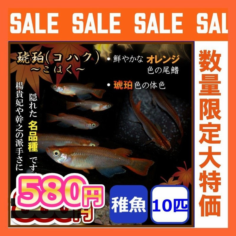 メダカ/琥珀めだか 稚魚10匹 コハクめだか 通販 LINEポイント最大0.5%GET | LINEショッピング