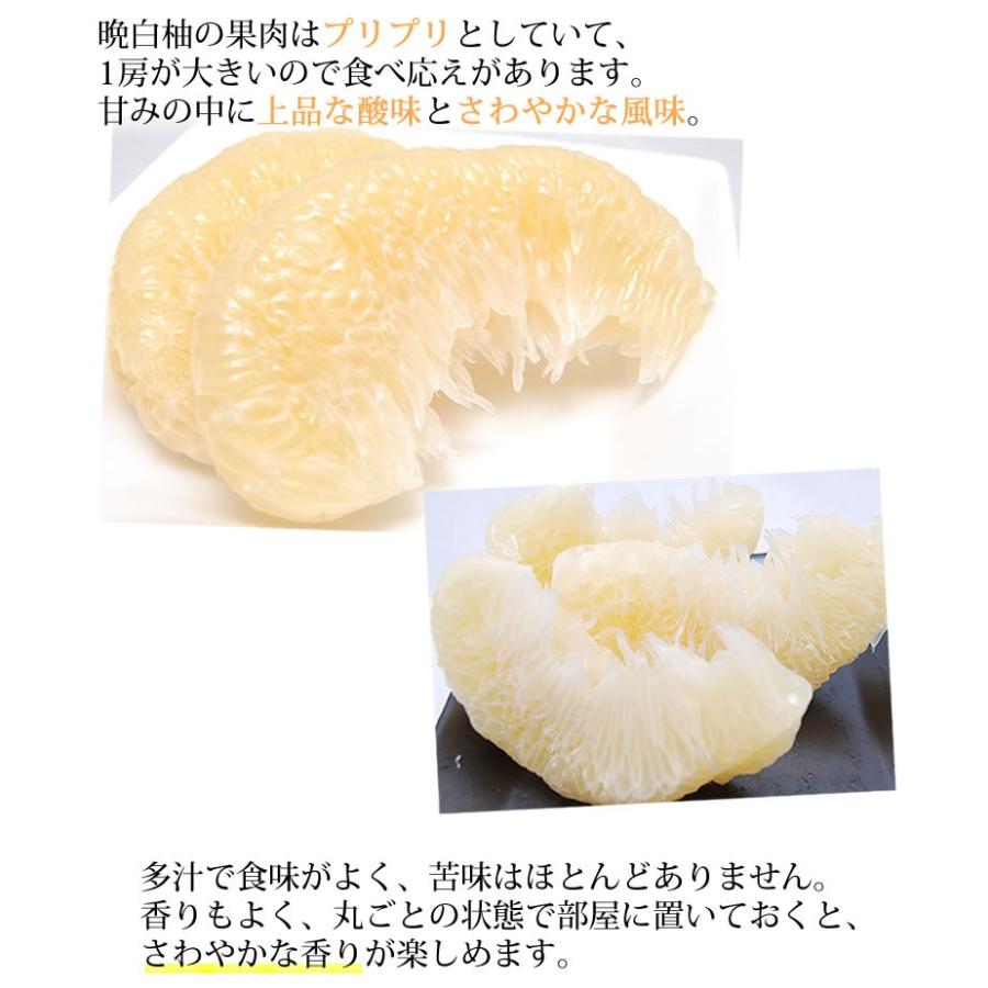 晩白柚 みかん ばんぺいゆ 送料無料 特選 約3kg〜4kg 2玉入 M〜2Lサイズ  世界最大級の柑橘 熊本県八代産 蜜柑 ミカン