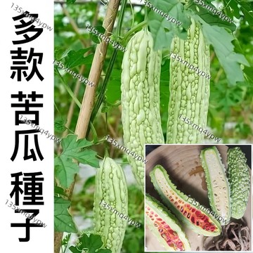 現貨 新手易種【苦瓜種子】（50粒）蔬菜種子 翠綠苦瓜 大肉苦瓜 高產蔬菜 四季播種 家庭陽台盆栽 瓜果種子 超高發芽率
