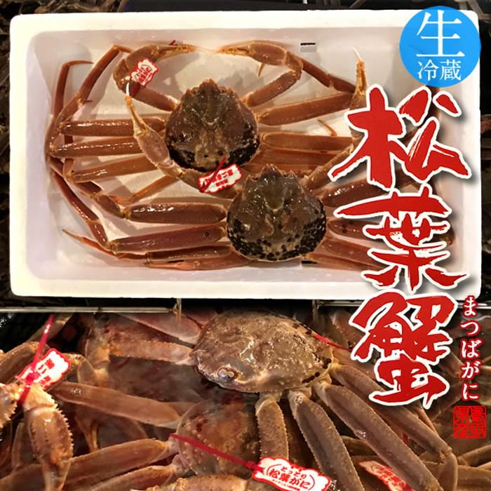 松葉ガニ タグ付き 松葉蟹［中］500g×2尾 活まつばがに 生きたまま 新物 鳥取県産 生 マツバガニ 日本海ズワイガニ［お歳暮 2023 ギフト 御歳暮］