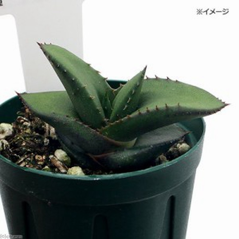 観葉植物 アロエ 交配種 ２号 １鉢 通販 Lineポイント最大1 0 Get Lineショッピング