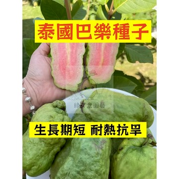🌱四季可種（泰國巴樂種子BL-7）果肉厚實 抗病耐寒 生長勢快 鮮甜軟糯 番石榴 高產 易種植 懶人庭院田園盆栽水果種子