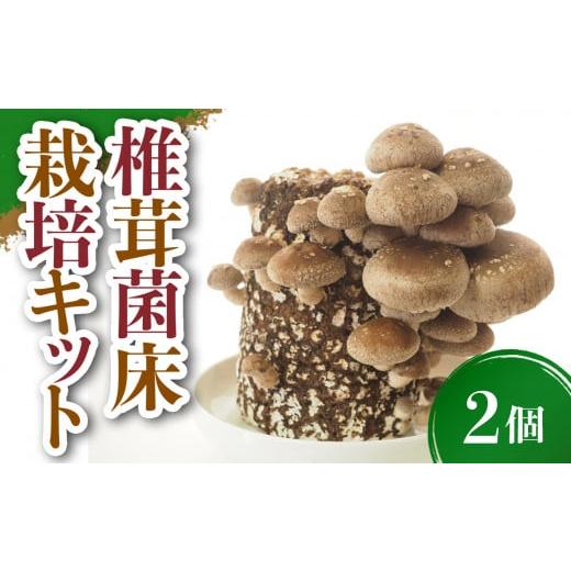 ふるさと納税 岩手県 金ケ崎町 椎茸菌床栽培キット 2個 野菜 きのこ しいたけ 岩手県 金ケ崎