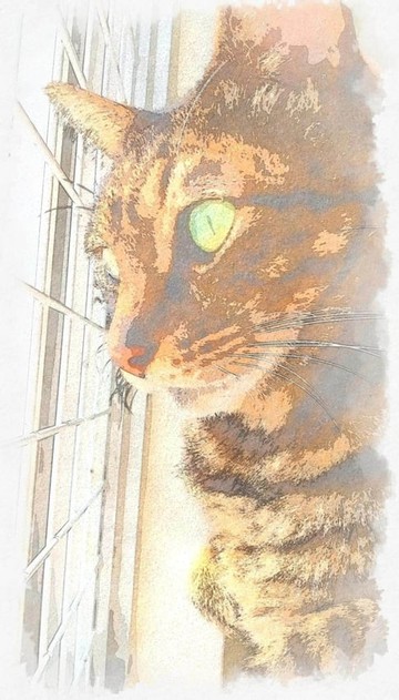 【電子書】黑虎斑