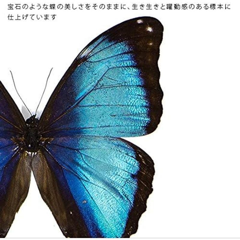 蝶の標本 デイダミアモルフォ Morpho deidamia モルフォチョウ