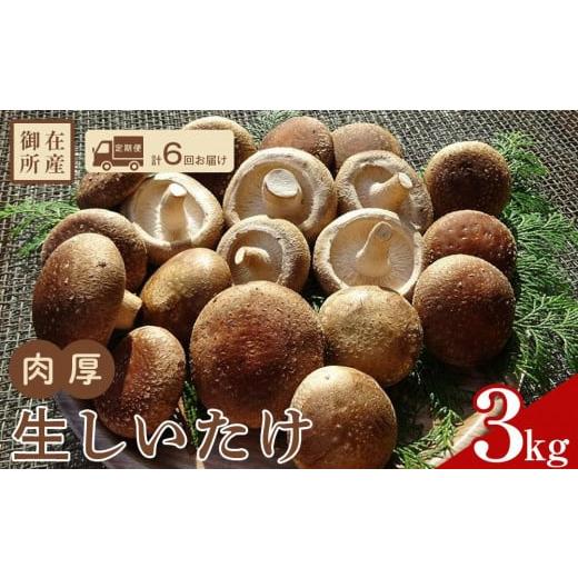 ふるさと納税 高知県 香美市 しいたけ 定期便 御在所 肉厚生しいたけ 3kg 500g × 6回 2か月毎に計6回お届け