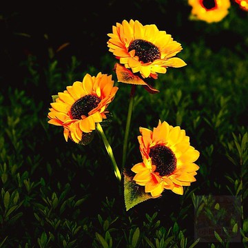 🔥限時優惠🔥太陽能向日葵花  燈  戶外仿真花草坪庭院花園裝飾地插  燈  氛圍國慶節日