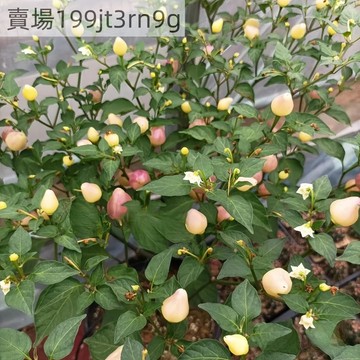 現貨🌶️Pimenta Barra do Ribeiro辣椒種子 新種上市 （中辣）高度約為80CM 四季庭院盆栽種植
