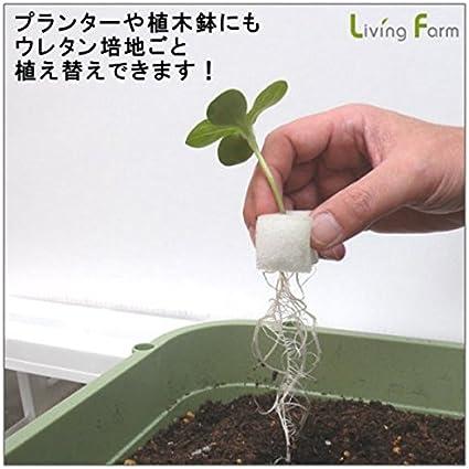 リビングファーム 水耕栽培 苗作り3点セット種なし 市販の種でお好きな野菜を育苗 LFS-088