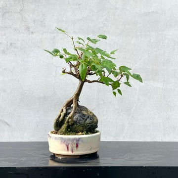 小品盆栽-日本唐楓 附石 盆景 送禮