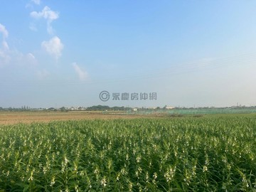 新化區外環大道新市產業園區旁2.5分農地｜台南市新化區新化段太子廟小段