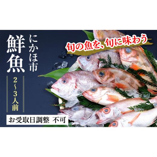 ふるさと納税 秋田県 にかほ市 発送メールのみ 日本海の鮮魚詰め合わせ（2〜3人前 下処理済み 切り身 魚介 セット）