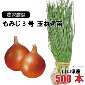 玉ねぎ苗 晩生 もみじ3号 500本束 山口県産  野菜苗 家庭菜園 ガーデニング