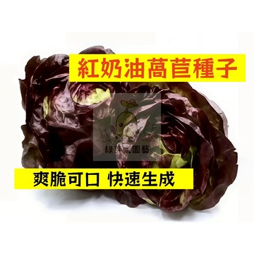 🌱【現貨-隔日到店】 紅奶油萵苣種子WJ-9 爽脆可口 快速生成 適應力強 常見青菜品種 生菜 大陸妹菜 盆栽蔬菜種子