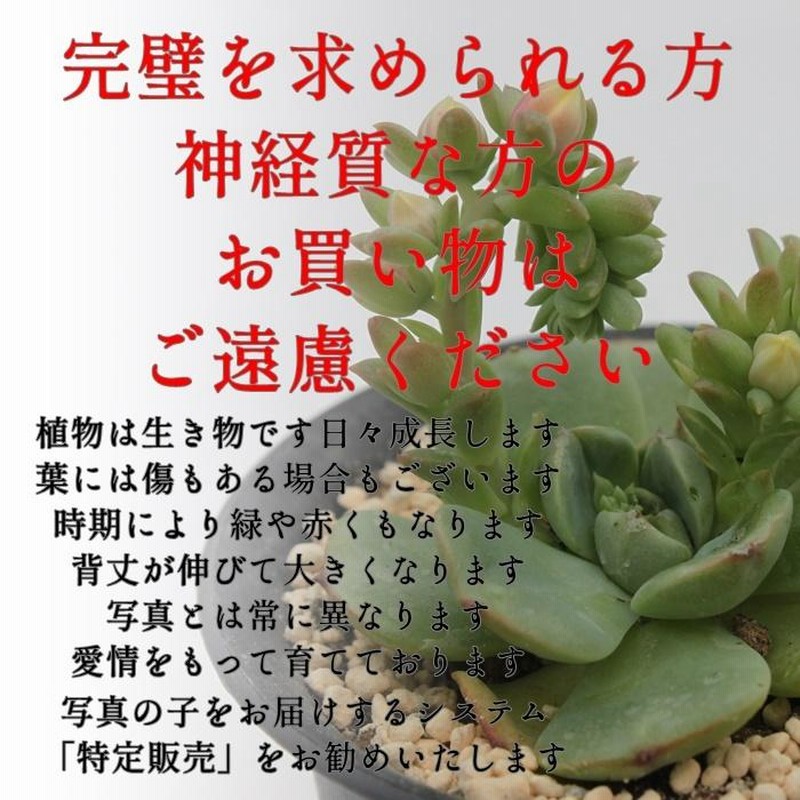 緑亀の卵 2寸ポット セダム 弁慶草科 多肉植物 根付苗 多肉激安 セダム