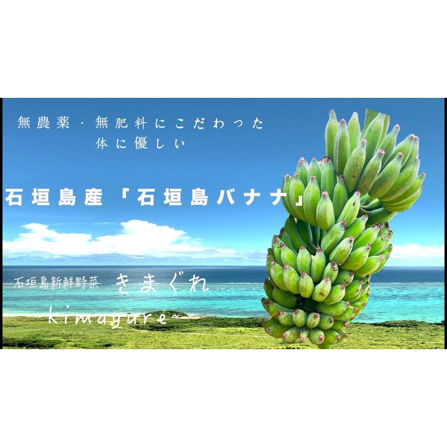 無農薬・無肥料！石垣島産「石垣島バナナ」2kg