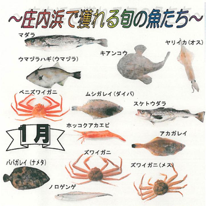 鮮魚ボックス セットB 山形県庄内産 詰め合わせ 直送 食の都庄内