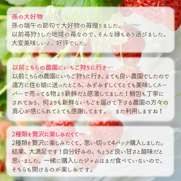 いちご 完熟 宮城 山元いちご農園 ２品種食べ比べセット 250g×4パック