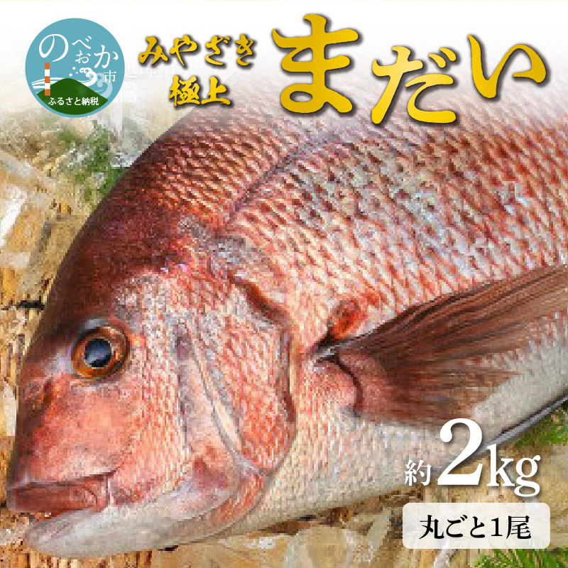 宮崎産 新海屋 鰤屋金太郎 みやざき極上まだい 丸ごと１尾 約2kg　N018-ZA645