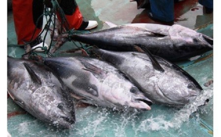 国産天然本マグロの赤身・中トロ・大トロセット