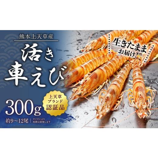 ふるさと納税 熊本県 上天草市 上天草産 活き車えび 300g (約9〜12尾) 車海老