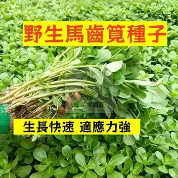 🌱早熟高產 野生馬齒筧種植MCJ-1 耐旱耐濕 適應力強 生長勢強 長壽菜 五行草 母豬菜 菜 藥 田園庭院盆栽蔬菜種子
