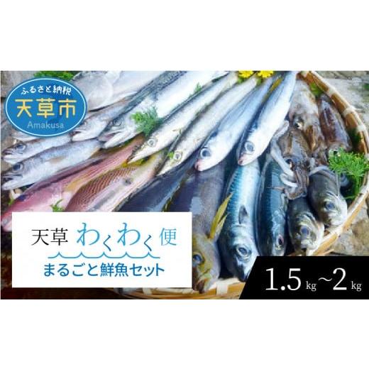 ふるさと納税 熊本県 天草市 S059-019_ 天草わくわく便 まるごと鮮魚セット