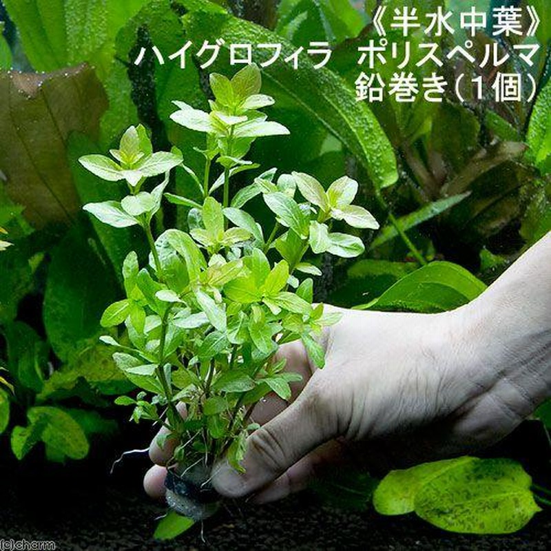 最大73%OFFクーポン 金魚草 カモンバ 鉛巻き 1束 約10本