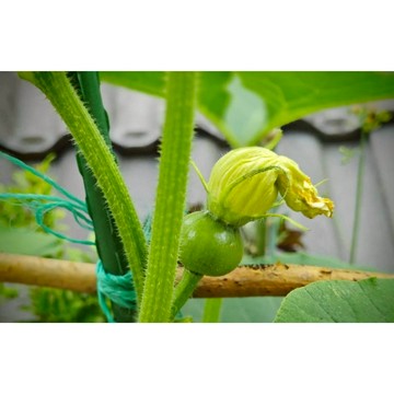 台灣當天發貨品質最佳 貝貝南瓜種子 味濃香甜高產收成快  綠色健康蔬菜 四季播種 進口南瓜香甜糯香春秋種 高產