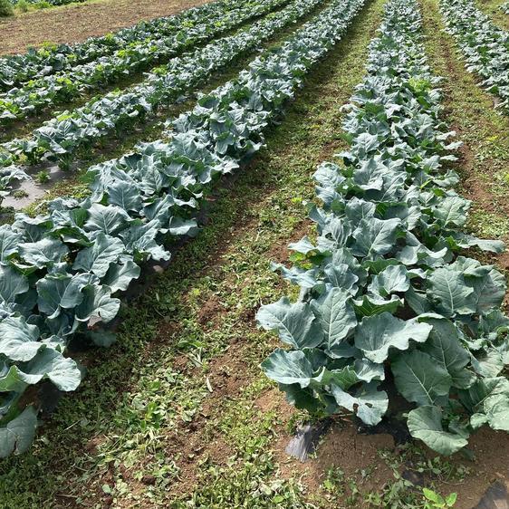 野菜 ブロッコリー まっつん農園のブロッコリー！6個 産地直送