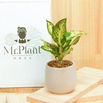【拈花x研植】星光粗肋草│3.5吋水泥盆│窗邊植物│新手植物│淨化空氣│招財植物│觀葉植物│質感盆栽