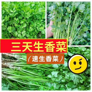 三天生香菜種子 大葉速生香菜芫荽   台灣現貨 香草盆栽 火鍋調味 陽台可種 家庭園藝 料理必備 易種好養 耐熱