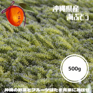 糸満・高坂さんの海ぶどう（茎なし秀品）　500ｇ