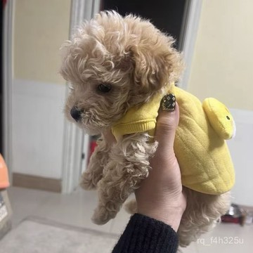 【限時特賣】寵物衣服  寵物搞怪衣服 0-3個月小奶狗奶貓衣服秋冬保暖防寒新生寵物小馬甲泰迪博美比熊
