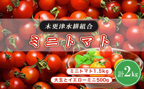 KBD001 ミニトマト1.5kg　大玉とイエローミニ500g 計2kg＜木更津水耕組合＞ ミニトマト 千葉県 木更津 送料無料