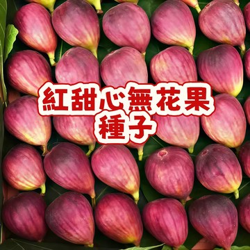 🌱無花果種子  whg5紅甜心無花果  營養豐富 口感軟糯 耐寒耐旱易養活 庭院盆栽