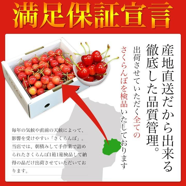 さくらんぼ 大将錦 Ｌ玉 500g 山形 秀品 2024 山形県産 サクランボ 送料無料 (遠方送料加算)