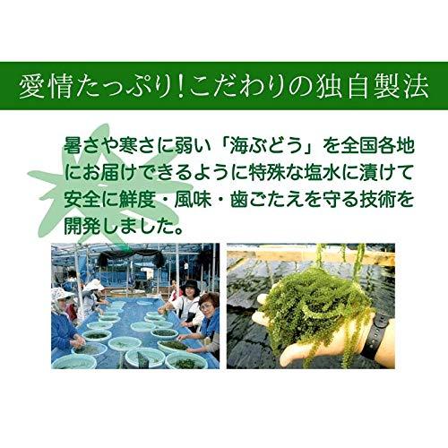 沖縄県産 海ぶどう(茎付き) 50g×2袋 沖縄の海の宝 プチプチ食感 海ぶどう 海藻 塩水漬け おつまみ