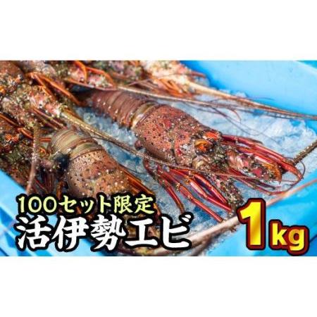 ふるさと納税 活伊勢エビ 約1kgセット （２?４尾）《10月12日〜4月期間限定出荷：先行予約も可（到着日時指定必須商品）》　HA-56 三重県尾鷲市