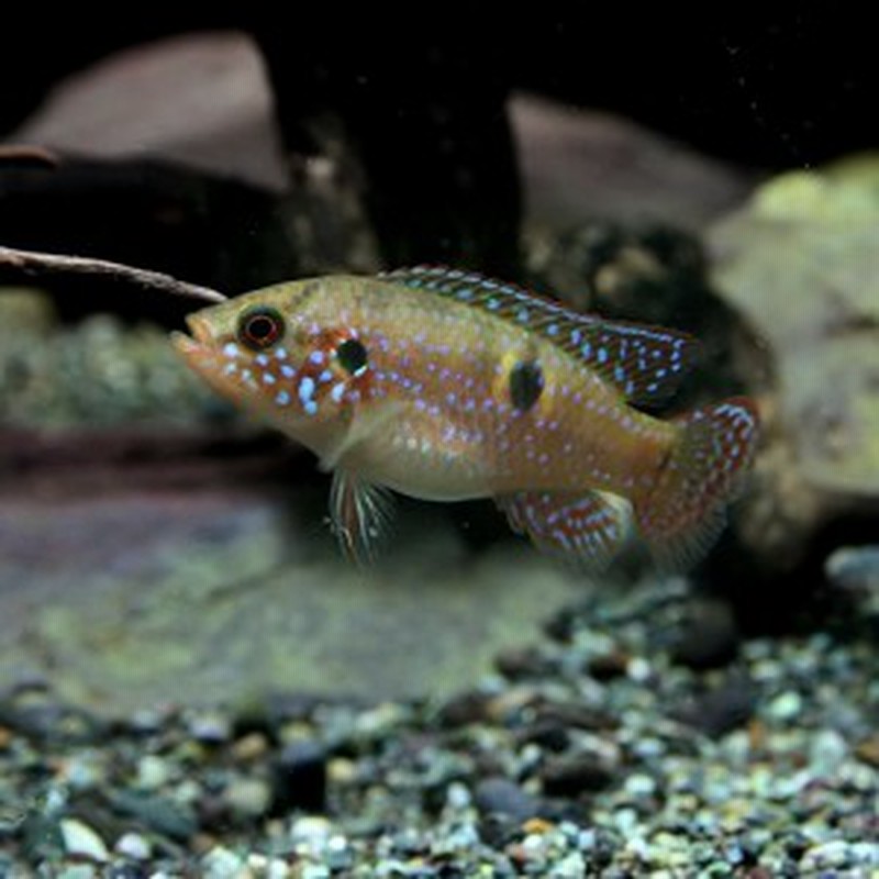 熱帯魚 生体) レッドジュエルシクリッド （約４-５cm）（１匹） 【水槽/熱帯魚/観賞魚/飼育】【生体】【通販/販売】【アクアリウム/あ 通販  LINEポイント最大10.0%GET | LINEショッピング