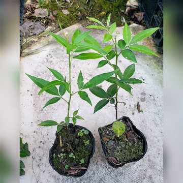 四季春園藝 花椒盆栽盆苗竹葉椒野花椒貝椒子山