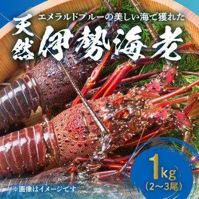 エメラルドブルーの美しい海で獲れた天然伊勢海老1キロ(2～3尾)