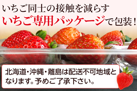 農家直送 朝採り新鮮いちご [(約270g)×2パック]＜2023年12月以降順次出荷予定＞