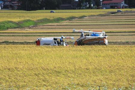 魚沼産川西こしひかり1kg　新潟県認証特別栽培米　令和５年度米